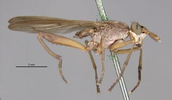 Media type: image;   Entomology 13228 Aspect: habitus lateral view